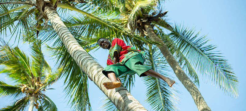 Go Climb a Palm